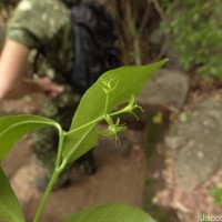 Blachia umbellata (Willd.) Baill.